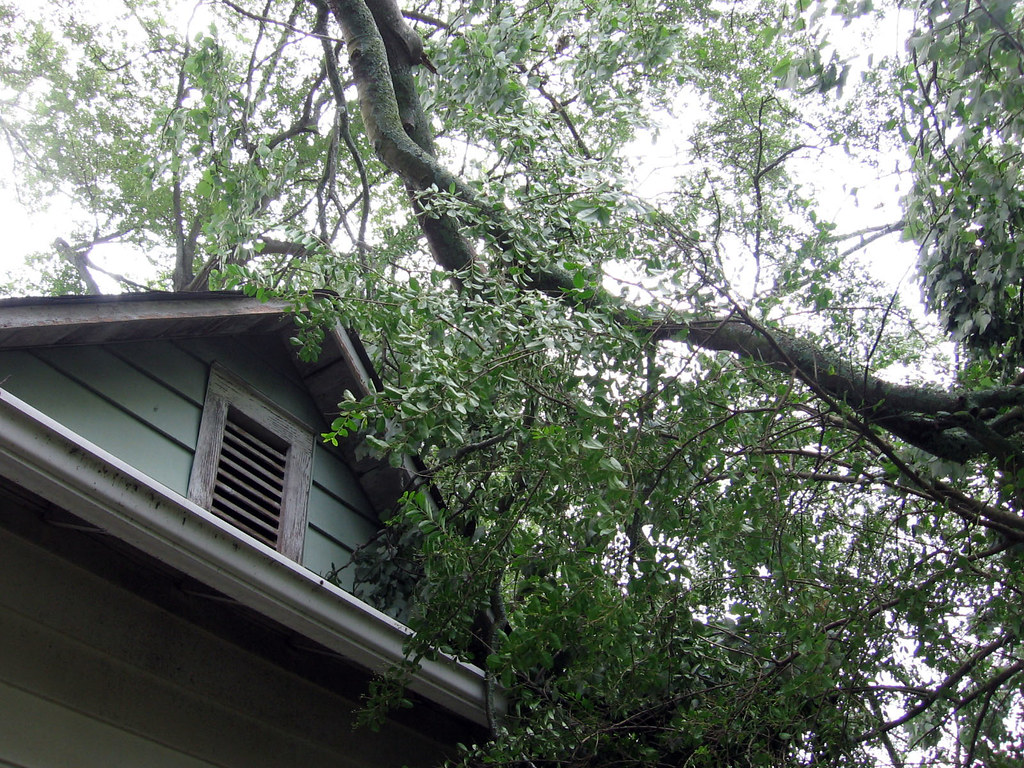 Image for blog title How Tree Limb Roof Damage