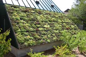 Image for blog titled Green Roof Installation Benefits